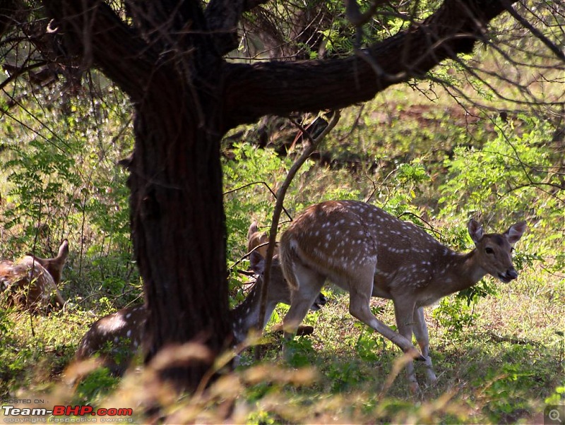 Discovering Gujarat - Land of the Legends. (Saurastra)  - 1 - 8th Oct 2011 - 3500kms-img_5566.jpg