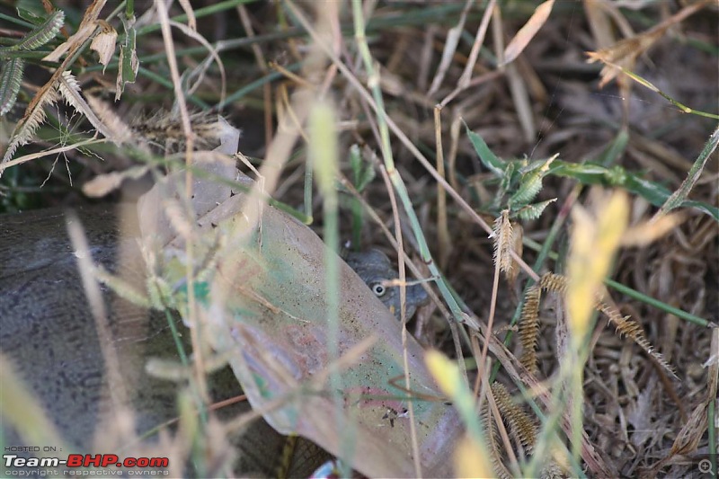 Discovering Gujarat - Land of the Legends. (Saurastra)  - 1 - 8th Oct 2011 - 3500kms-img_5653.jpg