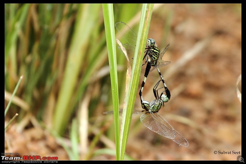 Beginning of a Brand New Season at Tadoba Andhari Tiger Reserve with Grand Sightings-dragon-fly-tadoba-oct-20118-copy.jpg