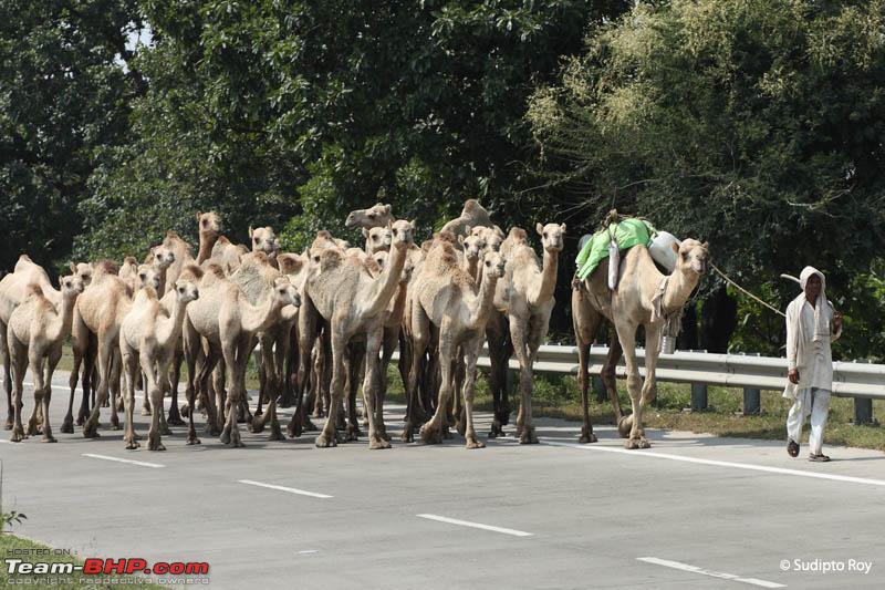 Name:  Camels_1191.jpg
Views: 9977
Size:  136.2 KB
