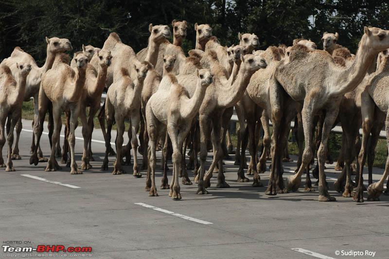 Name:  Camels_1193.jpg
Views: 9977
Size:  118.0 KB