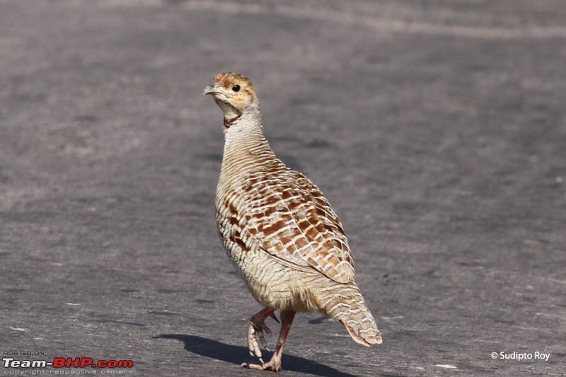 Rajasthan on self drive from Calcutta-greyfrancolin_1580.jpg