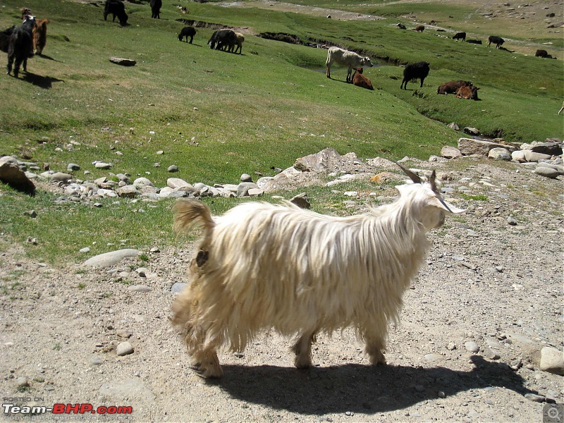 HumbLeh'd II (Indo Polish Himalayan Expedition to Ladakh & Himachal Pradesh)-kargil-padum607.jpg