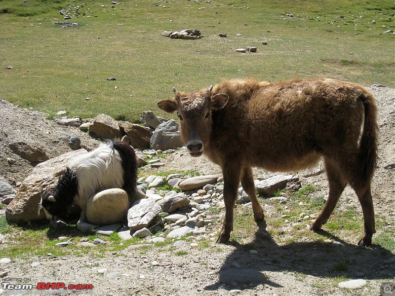 HumbLeh'd II (Indo Polish Himalayan Expedition to Ladakh & Himachal Pradesh)-kargil-padum608.jpg