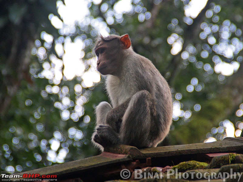 Wayanad and Coorg in Three days-img_8479.jpg