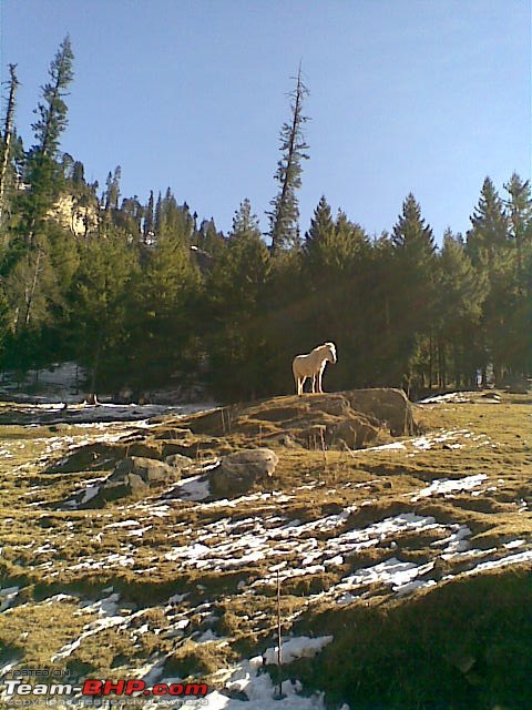 Delhi-Manali-Delhi - Dec '08-horse-kothi.jpg