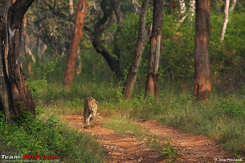 A Wilderness Photologue - Bandipur & Palaniappa Estate (Devashola)-l-scape-cs4.jpg