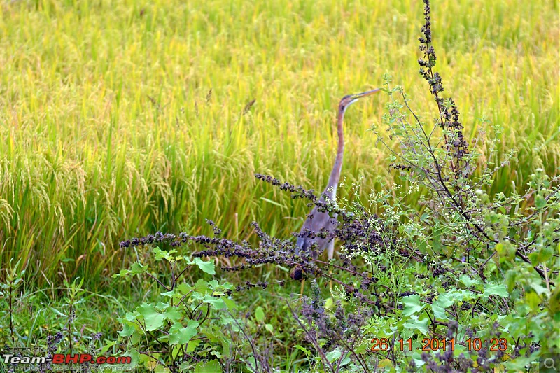 Fauji's Drivologues - Unwinding in wonderful Wayanad over the weekend!-dsc_0284.jpg