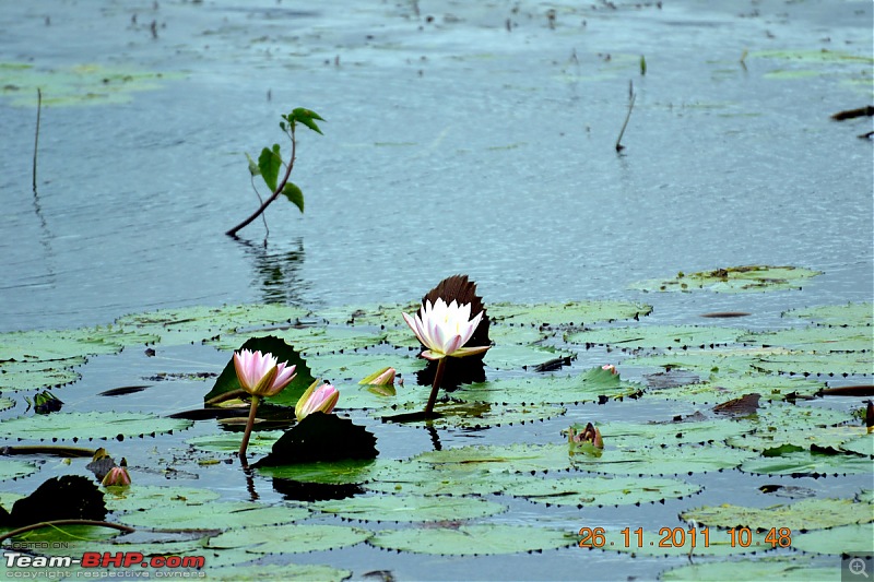 Fauji's Drivologues - Unwinding in wonderful Wayanad over the weekend!-dsc_0295.jpg