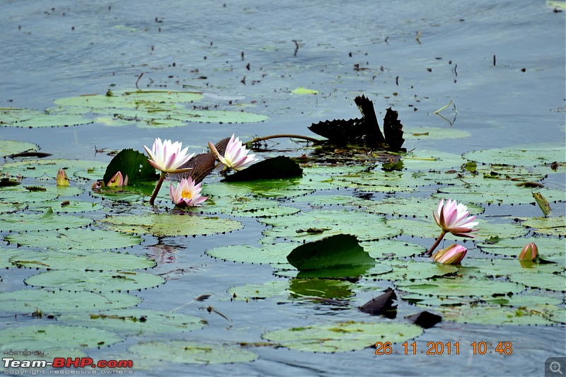 Fauji's Drivologues - Unwinding in wonderful Wayanad over the weekend!-dsc_0296.jpg