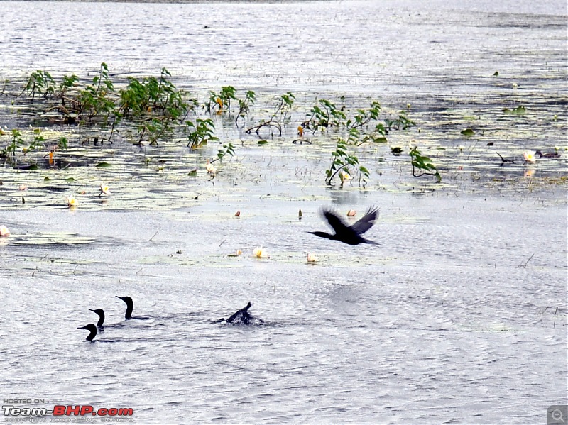 Fauji's Drivologues - Unwinding in wonderful Wayanad over the weekend!-dsc_0309.jpg