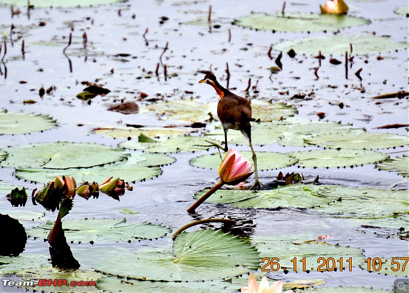 Fauji's Drivologues - Unwinding in wonderful Wayanad over the weekend!-dsc_0314.jpg