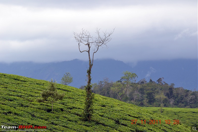 Fauji's Drivologues - Unwinding in wonderful Wayanad over the weekend!-dsc_0364.jpg