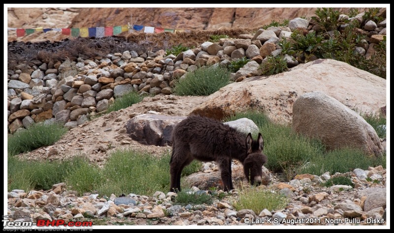 HumbLeh'd II (Indo Polish Himalayan Expedition to Ladakh & Himachal Pradesh)-dsc_9664.jpg