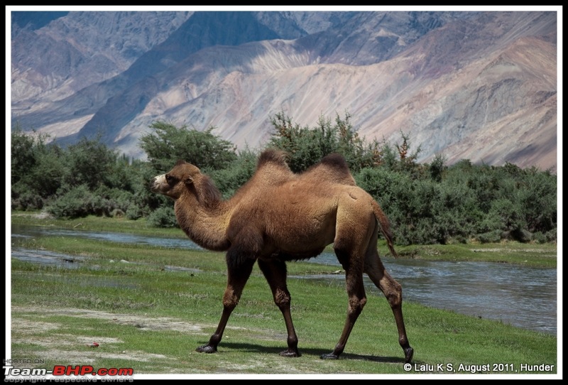 HumbLeh'd II (Indo Polish Himalayan Expedition to Ladakh & Himachal Pradesh)-dsc_9930.jpg