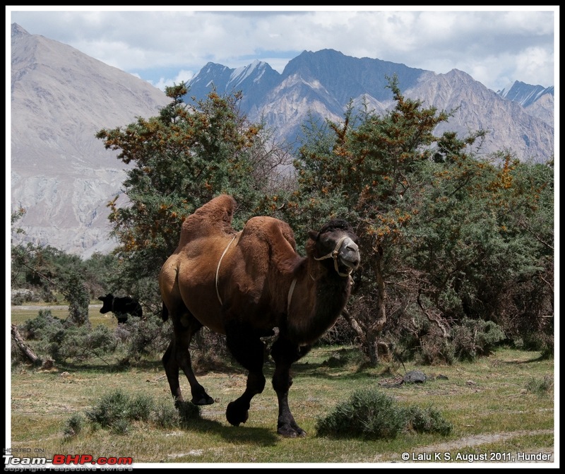 HumbLeh'd II (Indo Polish Himalayan Expedition to Ladakh & Himachal Pradesh)-dsc_9958.jpg