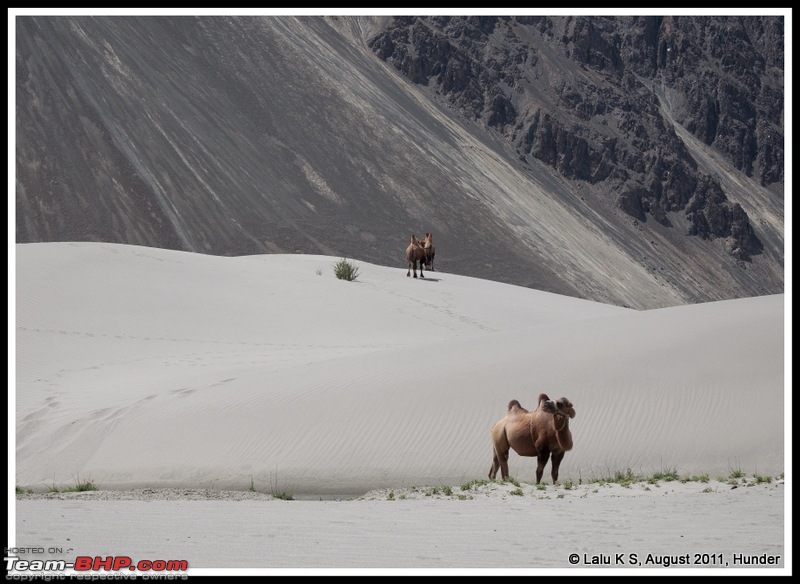 HumbLeh'd II (Indo Polish Himalayan Expedition to Ladakh & Himachal Pradesh)-dsc_9982.jpg