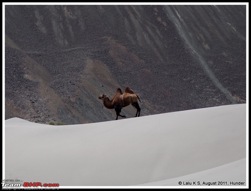 HumbLeh'd II (Indo Polish Himalayan Expedition to Ladakh & Himachal Pradesh)-dsc_9985.jpg