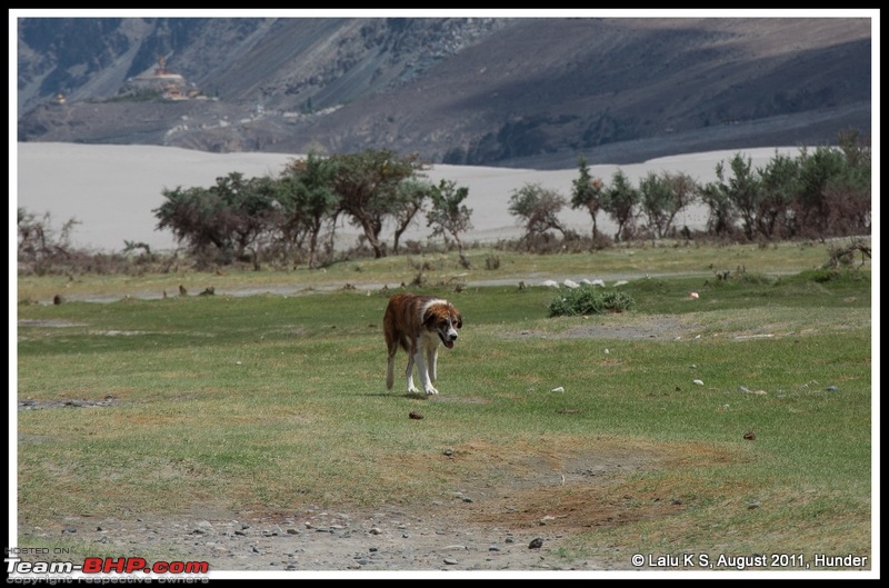 HumbLeh'd II (Indo Polish Himalayan Expedition to Ladakh & Himachal Pradesh)-dsc_0055.jpg
