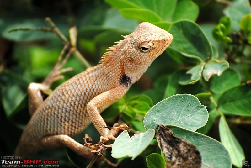 PICS : My Trips thus far in 2011-garden-lizard.jpg