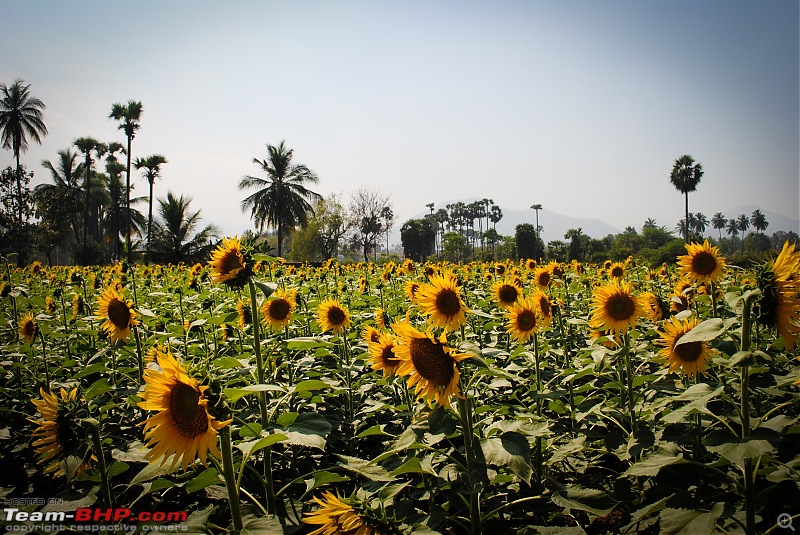 PICS : My Trips thus far in 2011-sunflowers-mettur.jpg