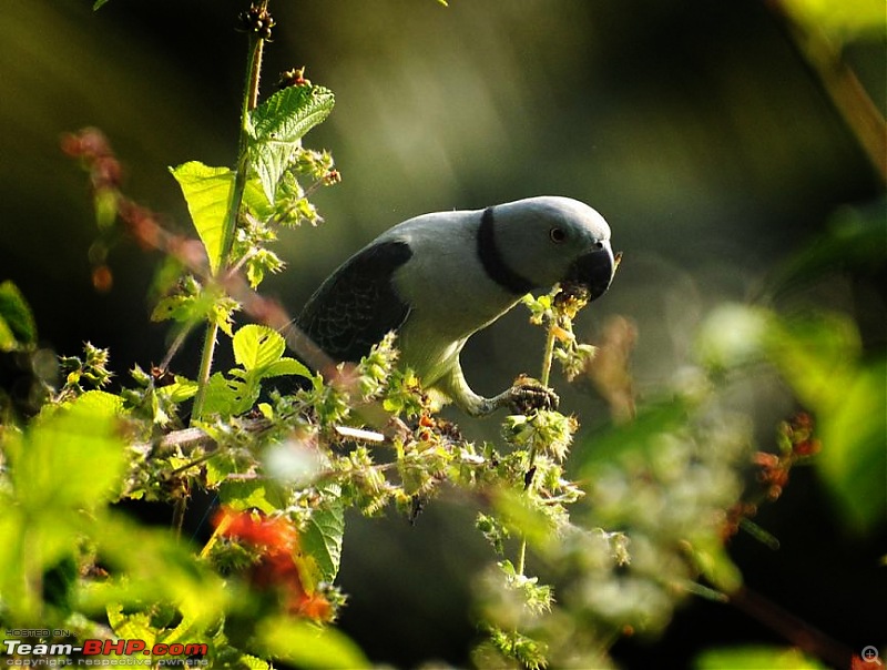 PICS : My Trips thus far in 2011-malabar-parakeet-female.jpg
