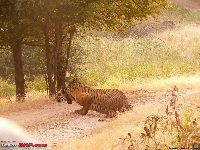 Beginning of a Brand New Season at Tadoba Andhari Tiger Reserve with Grand Sightings-p1040074.jpg