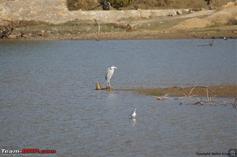 Sariska Tiger Reserve - Land of Tigers? Quick getaway from Gurgaon-dsc03865.jpg