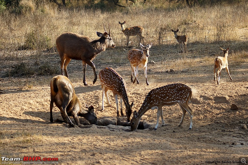 Sariska Tiger Reserve - Land of Tigers? Quick getaway from Gurgaon-dsc03889.jpg