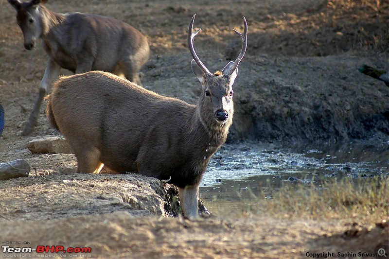 Sariska Tiger Reserve - Land of Tigers? Quick getaway from Gurgaon-dsc04019.jpg