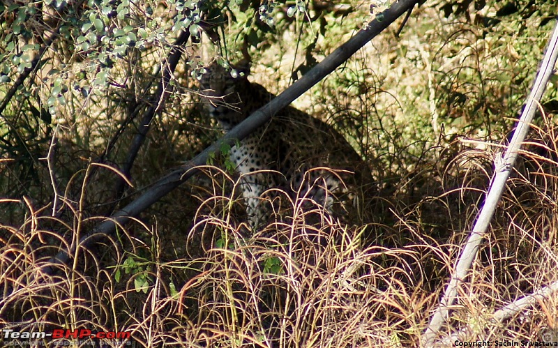 Sariska Tiger Reserve - Land of Tigers? Quick getaway from Gurgaon-dsc04071.jpg