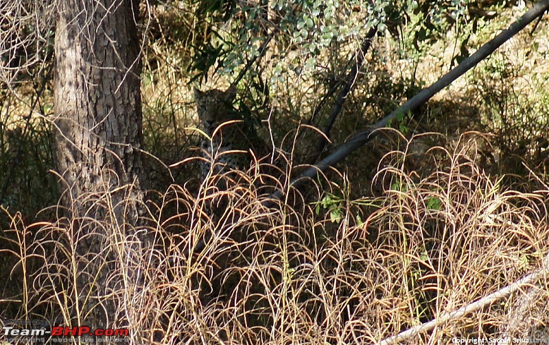 Sariska Tiger Reserve - Land of Tigers? Quick getaway from Gurgaon-dsc04119.jpg