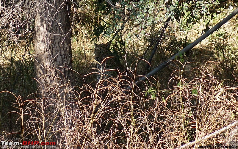 Sariska Tiger Reserve - Land of Tigers? Quick getaway from Gurgaon-dsc04122.jpg