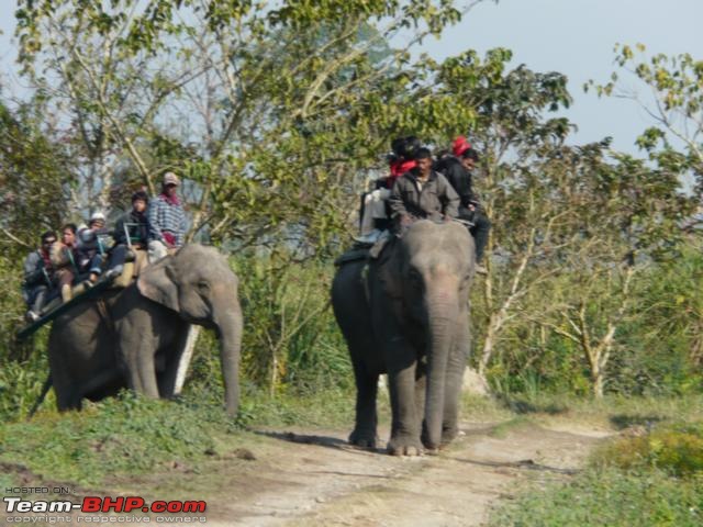 Kaziranga National Park-World Heritage Site-kaziranga_12-31_0101.jpg