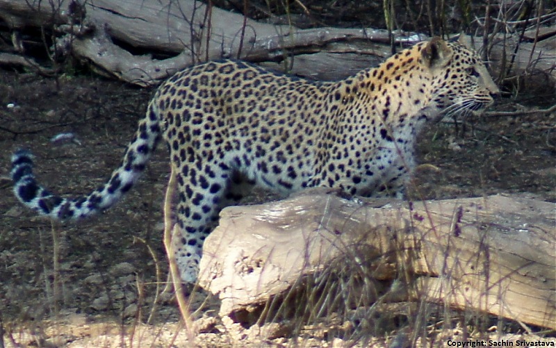 Sariska Tiger Reserve - Land of Tigers? Quick getaway from Gurgaon-dsc04296.jpg