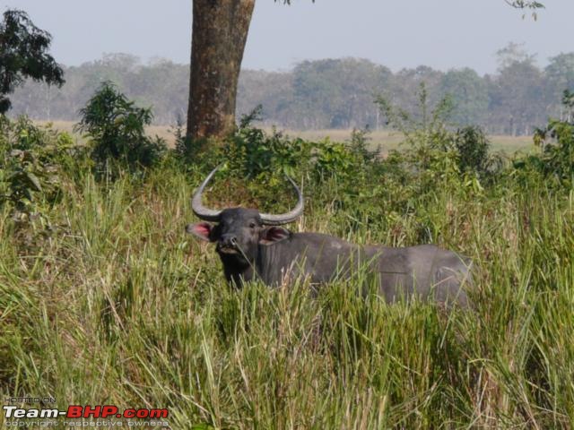 Kaziranga National Park-World Heritage Site-kaziranga_12-31_0138.jpg