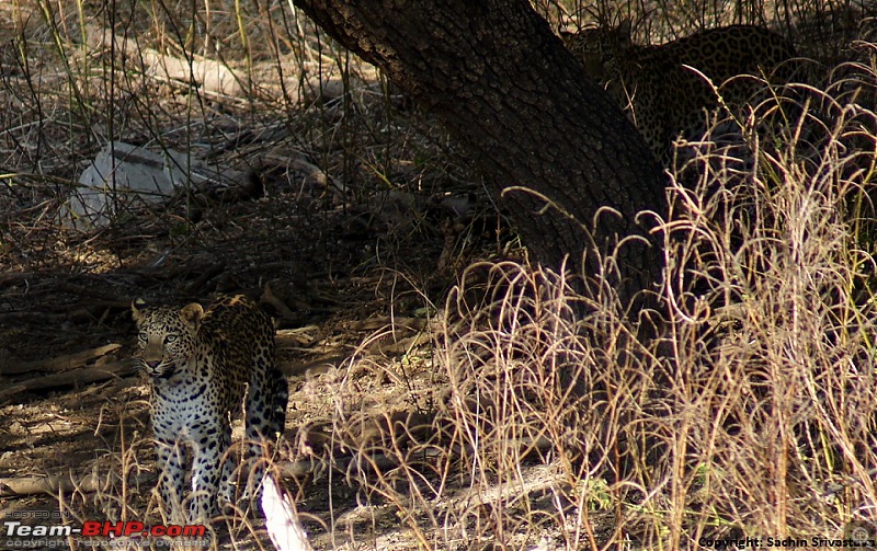 Sariska Tiger Reserve - Land of Tigers? Quick getaway from Gurgaon-dsc04335.jpg