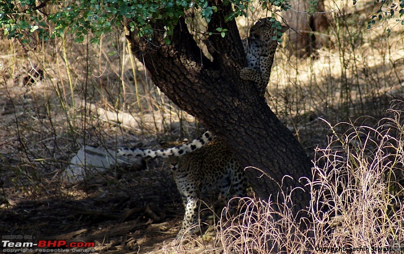 Sariska Tiger Reserve - Land of Tigers? Quick getaway from Gurgaon-dsc04342.jpg