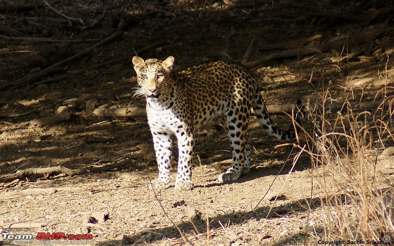 Sariska Tiger Reserve - Land of Tigers? Quick getaway from Gurgaon-dsc04372.jpg