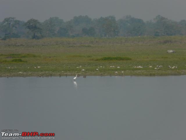 Kaziranga National Park-World Heritage Site-kaziranga_12-31_0160.jpg