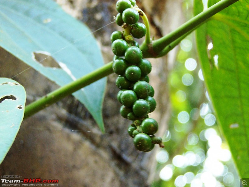 2011 Year-end trip to Konkan-100_6073.jpg