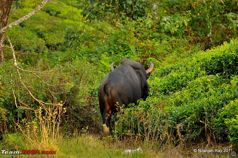 Christmas Offroading in the Nilgiris-dsc_0454.jpg