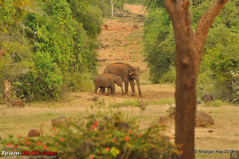 Christmas Offroading in the Nilgiris-dsc_0535.jpg