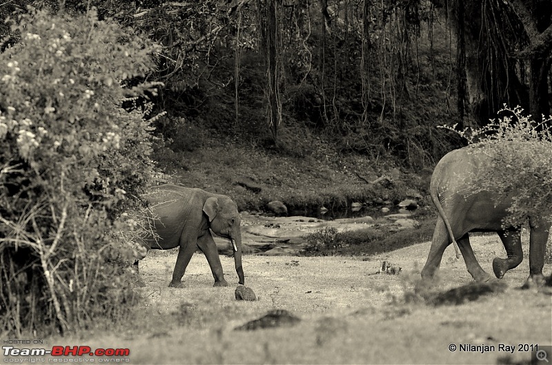 Christmas Offroading in the Nilgiris-dsc_0543.jpg