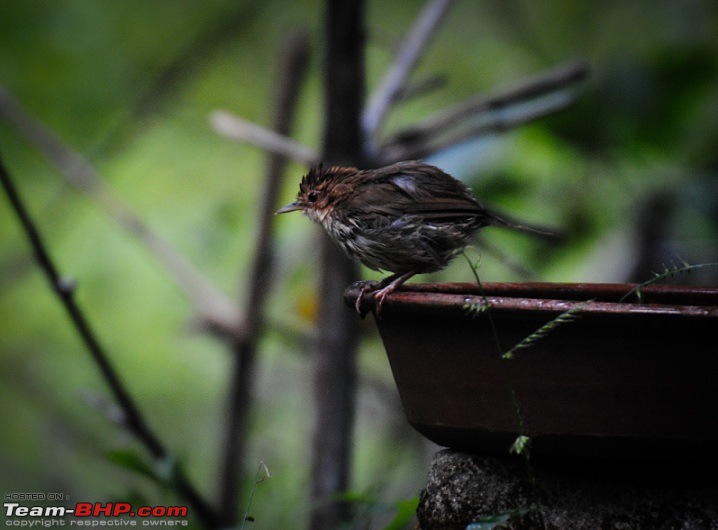 PICS : My Trips thus far in 2011-brown-cheeked.jpg