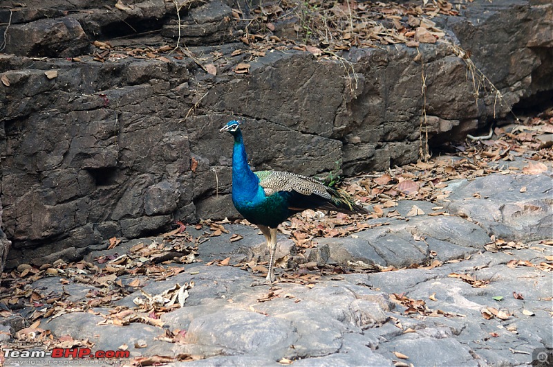 Ranthambore National Park: A Quick Travelogue-dsc_3472acr.jpg