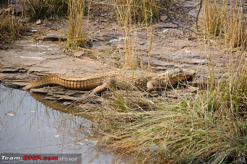 Ranthambore National Park: A Quick Travelogue-dsc_3534acr.jpg