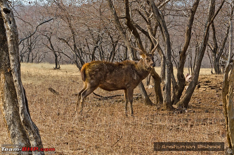 Ranthambore National Park: A Quick Travelogue-dsc_3564acr.jpg