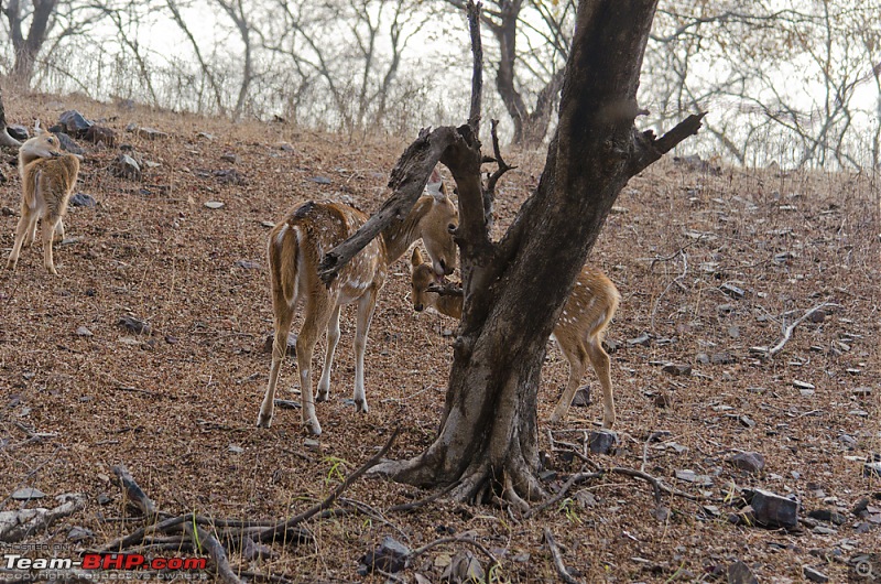 Ranthambore National Park: A Quick Travelogue-dsc_3603acr.jpg