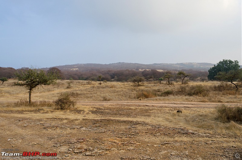 Ranthambore National Park: A Quick Travelogue-dsc_3635acr.jpg